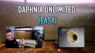 How I Raise Daphnia Water Fleas And You Can Too [upl. by Airt485]