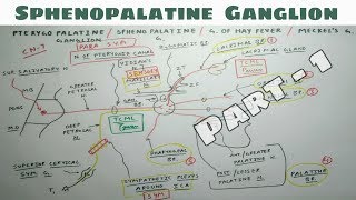 Sphenopalatine or Pterygopalatine Ganglion  1  NeuroAnatomy  Only One Chart  TCML [upl. by Nasaj]