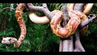 Walt Disney Worlds The Jungle Cruise On Ride POV HD [upl. by Manfred961]