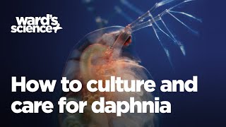 Caring and Culturing for Daphnia [upl. by Nuahsal842]