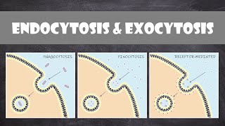 Endocytosis amp Exocytosis  Cell Biology [upl. by Nnyloj]