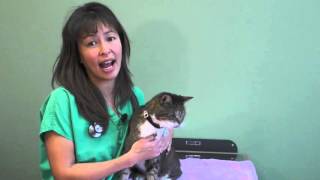 How to use an asthma Inhaler in your cat  Dr Justine Lee [upl. by Grory]