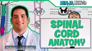 Neurology  Gross Anatomy of the Spinal Cord and Spinal Nerves [upl. by Pytlik]