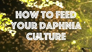 How To Feed Your Daphnia Culture [upl. by Yrmac864]