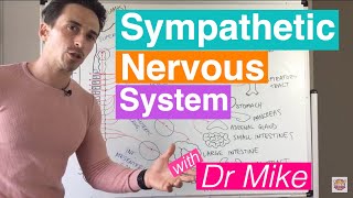 Sympathetic Nervous System [upl. by Ranzini]