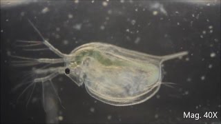 Daphnia magna under the Microscope [upl. by Bertha643]