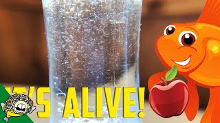 How to culture Vinegar Eels The EASY Way Live Fish Food [upl. by Spiers719]