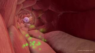 Extravasation of Neutrophils [upl. by Niowtna]