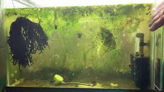 Scuds Daphnia Cherry Shrimp Copepods My aquatic food culture [upl. by Grieve619]