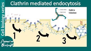 Clathrin mediated endocytosis overview [upl. by Hnamik]