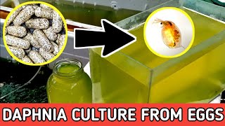 HOW TO HATCH DAPHNIA EGGS  HOW TO CULTURE DAPHNIA [upl. by Pierrepont856]