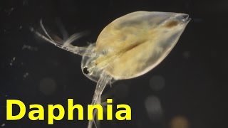 Daphnia [upl. by Yrram]