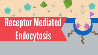 Receptor Mediated Endocytosis [upl. by Pollyanna]