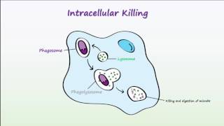 Phagocytosis [upl. by Goodard581]