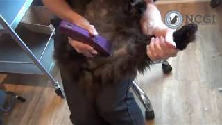 Cat Sanitary Trim in Less than 2 Minutes [upl. by Lac268]