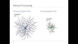 OSSM Neuro Chapter 9  Retinal Ganglion cells [upl. by Garv]