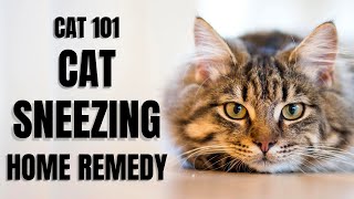 Cats 101  Cat Sneezing Home Remedy [upl. by Volkan]