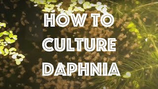 How To Culture Daphnia Magna [upl. by Acnayb401]