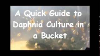 How to culture daphnia outside [upl. by Kosse]