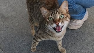 Excited cat meowing very loudly [upl. by Nrobyalc]