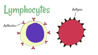 Cell Defence Lymphocytes and Phagocytes [upl. by Eslek]