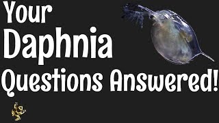 Daphnia Questions Answered [upl. by Anitreb]