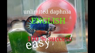 daphnia moina culture Easy way Unlimited production English  with sub Green water Chlorella [upl. by Noiroc]