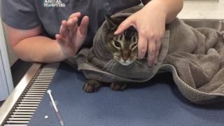 Veterinary Learning Series Giving Oral Medication To A Cat [upl. by Ydnim]