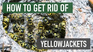 How to Get Rid of Yellowjackets 4 Easy Steps [upl. by Etnor791]