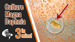 How to culture DAPHNIA MAGNA  The easy way [upl. by Viens]