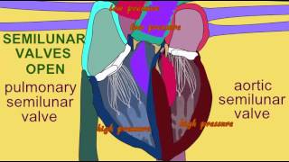 SEMILUNAR VALVES IN CARDIAC CYCLE [upl. by Gennaro988]