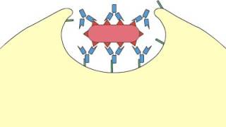 Phagocytosis Opsonization [upl. by Elvah284]