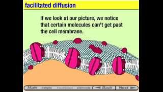 Membrane Transport animation [upl. by Rubin]