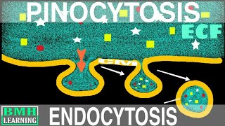 Pinocytosis  Endocytosis Part2 [upl. by Ivett978]