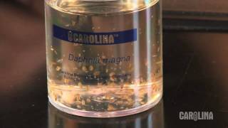 How to Care for Daphnia [upl. by Acim]