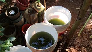 How to grow Green Water Algae [upl. by Atinob801]