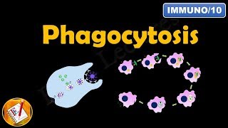 Phagocytosis FLImmuno10 [upl. by Sredna]