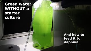 Green Water WITHOUT a Starter Culture  From Scratch  How To [upl. by Jonette9]