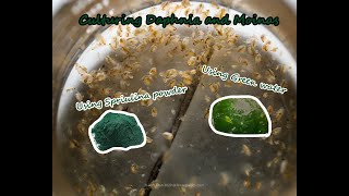 How To Culture Daphnia and Moinas using Green Water Spirulina powder [upl. by Rabma335]