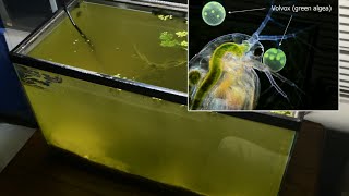 Raising Daphnia for the Freshwater Aquarium [upl. by Ocin]