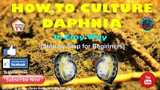 HOW TO CULTURE DAPHNIA In Easy Way [upl. by Vine492]