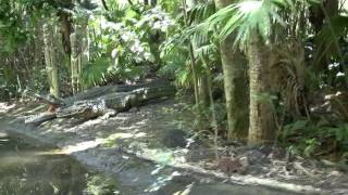 Jungle Cruise  Magic Kingdom  Walt Disney World [upl. by Dalenna]